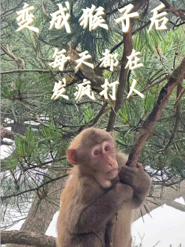 变成了一只猴子作文