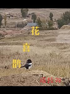 花喜鹊尾巴长娶了媳妇忘了娘的歌曲放出来