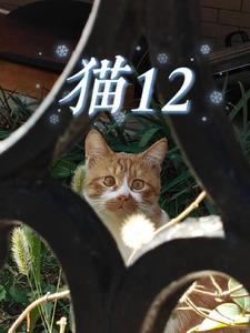 猫12周是几个月