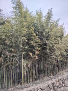 何为持斋